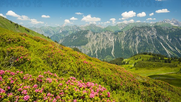 Alpine rose blossom, panorama from Fellhorn, behind it the Allgaeu Alps, Allgaeu, Bavaria, Germany, Europe