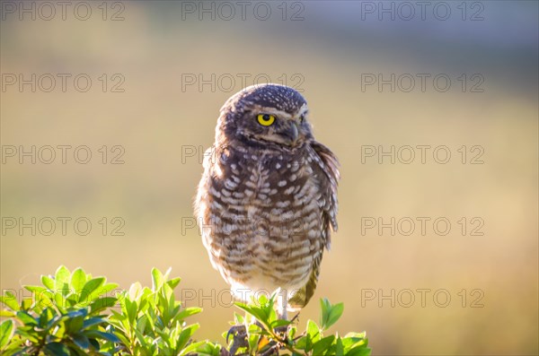 Beautiful owl (Glaucidium minutissimum) in vineyard