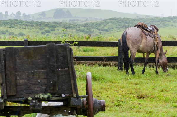 Beautiful horse in native field on rainy day, Cambara do sul, Rio Grande do sul, Brazil, South America
