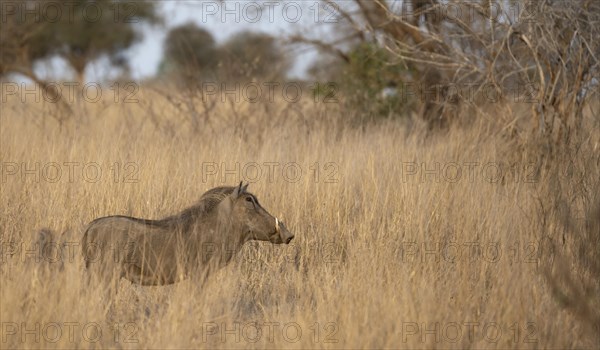Common warthog (Phacochoerus africanus) in high dry grass, Kruger National Park, South Africa, Africa