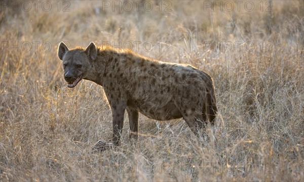 Spotted hyenas (Crocuta crocuta), adult female animal standing in high grass in the evening light, Kruger National Park, South Africa, Africa