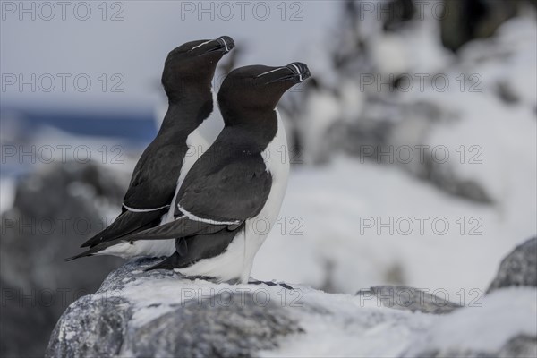 Razorbill (Alca torda), pair, in the snow, Hornoya, Hornoya, Varangerfjord, Finmark, Northern Norway