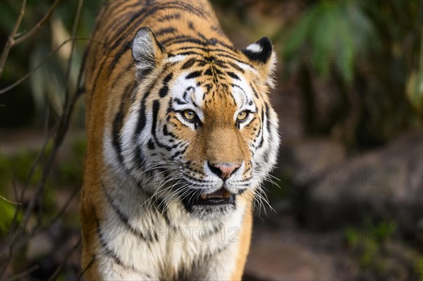 Portrait of a Siberian tiger or Amur tiger (Panthera tigris altaica) in the forest, captive, habitat in Russia