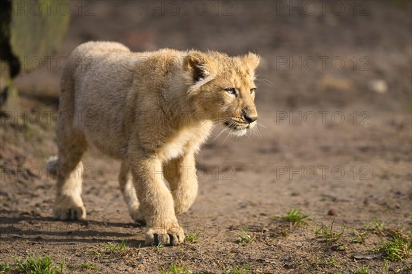 Asiatic lion (Panthera leo persica) cub standing in the dessert, captive, habitat in India