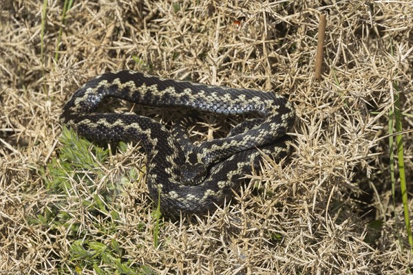 European adder (Vipera berus) adult snake basking in a gorse bush, England, United Kingdom, Europe