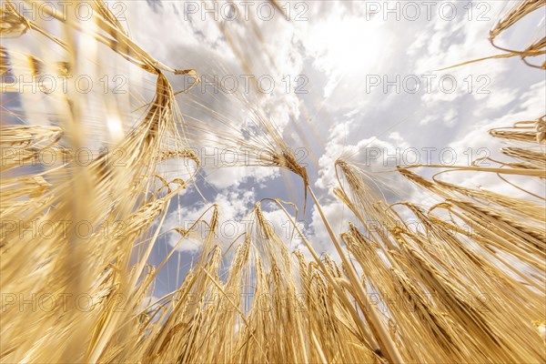Frog's-eye view of a golden cornfield with Barley and sun and blue sky, Cologne, North Rhine-Westphalia, Germany, Europe