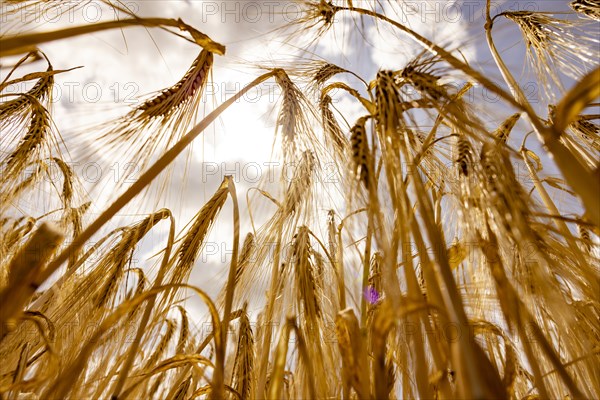 Ripe, golden ears of barley in the foreground with brightly lit clouds in the background, Cologne, North Rhine-Westphalia, Germany, Europe