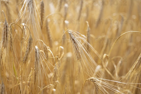 Detailed view of ripe barley ears on a cornfield, Cologne, North Rhine-Westphalia, Germany, Europe