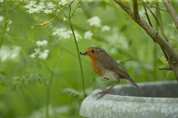 European robin (Erithacus rubecula) adult bird with insects in its beak on a garden plant pot, England, United Kingdom, Europe