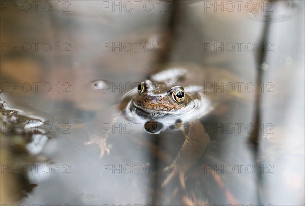Common frog (Rana temporaria) swimming in a shallow bank area of a pond, amphibian of the year 2018, close-up with blurred background, looking into the camera, spawning waters, camouflage colour, camouflaged, camouflage, macro photograph, Bockelsberger Teiche, Lueneburg, Lower Saxony, Germany, Europe