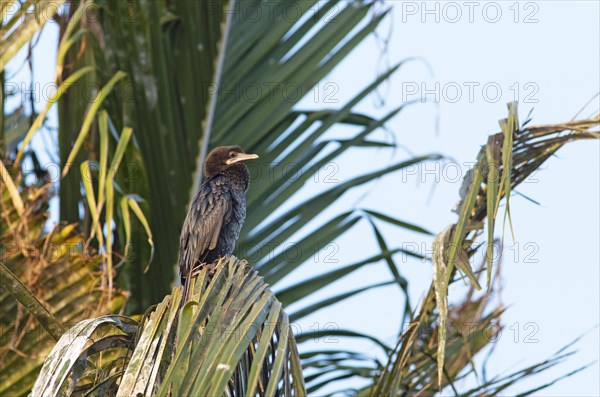 Great Cormorant (Phalacrocorax carbo) on a Palm tree, Backwaters, Kumarakom, Kerala, India, Asia