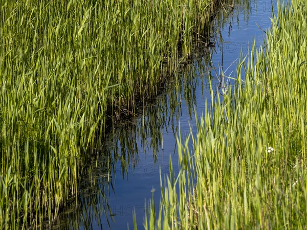 Grasses at a ditch at the natural beach Hilgenriedersiel at the North Sea coast in East Frisia, Hilgenriedersiel, Lower Saxony, Germany, Europe