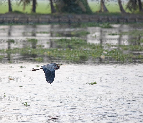 Oriental Darter (Anhinga melanogaster) in flight, Backwaters, Kumarakom, Kerala, India, Asia