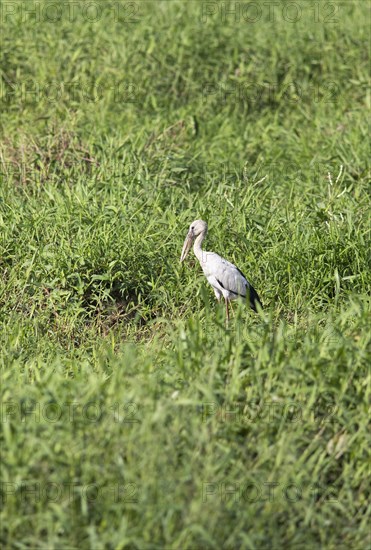 Asian openbill (Anastomus oscitans) in the grass, Backwaters, Kumarakom, Kerala, India, Asia