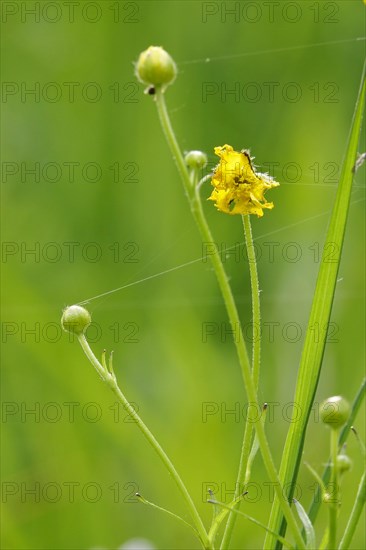 Tall buttercups with spinning threads, spring, Germany, Europe