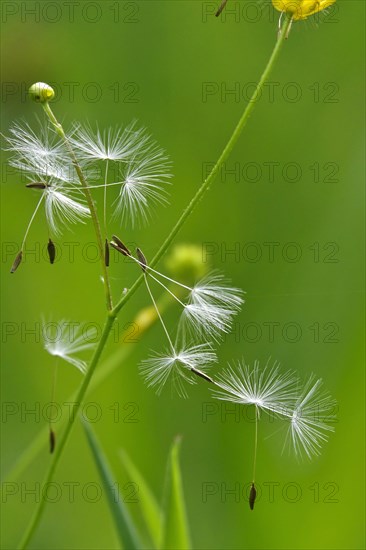 Blowball, Germany, Europe