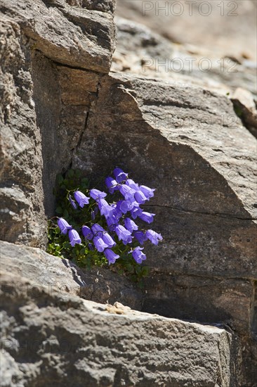 Earleaf bellflower (Campanula cochleariifolia) blooming in the mountains at Hochalpenstrasse, Pinzgau, Salzburg, Austria, Europe