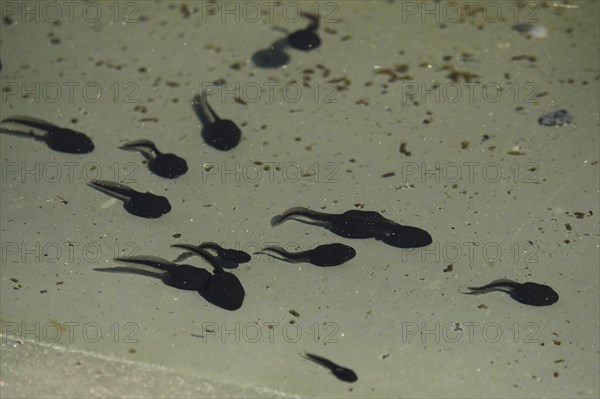 Tadpoles in a pond, April, Germany, Europe