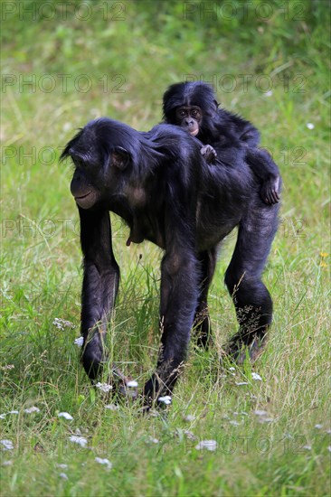 Bonobo, bonobo (Pan Paniscus), female, adult, young animal, foraging, Great ape, Primate, chimpanzee, captive