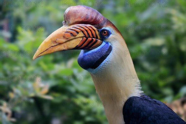 Knobbed Hornbill, (Rhyticeros cassidix), adult, portrait, captive