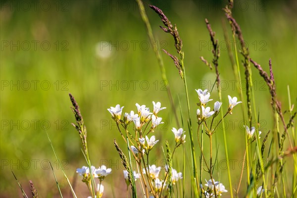 Flowering Meadow saxifrage (Saxifraga granulata) on a meadow and blade of grass