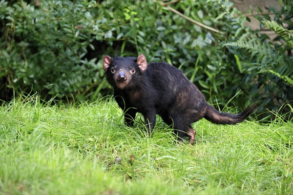 Tasmanian devil (Sarcophilus harrisii), adult, vigilant, running, captive, Tasmania, Australia, Oceania