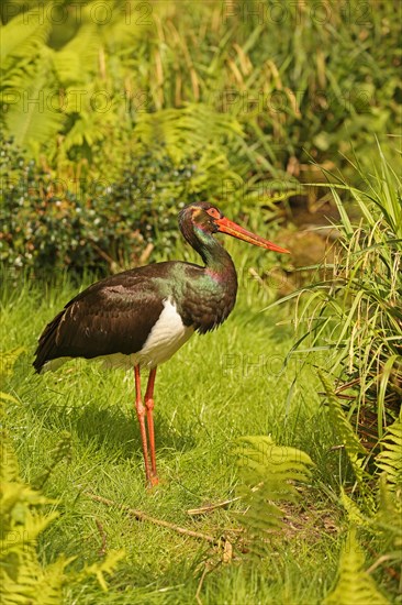 Black stork (Ciconia nigra)