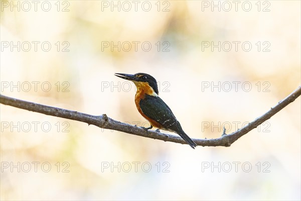 Two-coloured Kingfisher (Chloroceryle india) Pantanal Brazil