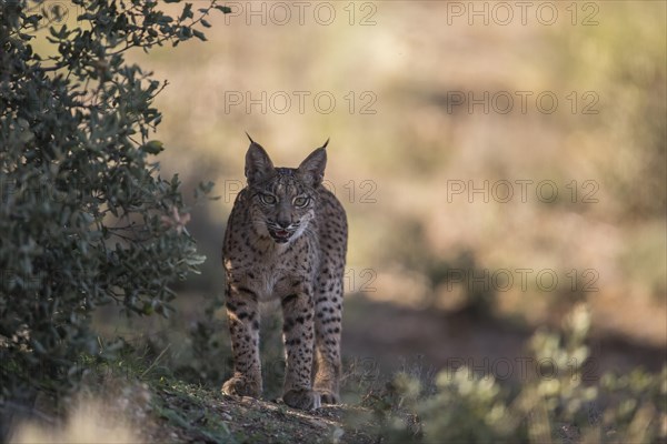 Iberian lynx young animal, Iberian lynx (Lynx pardinus), Extremadura, Castilla La Mancha, Spain, Europe