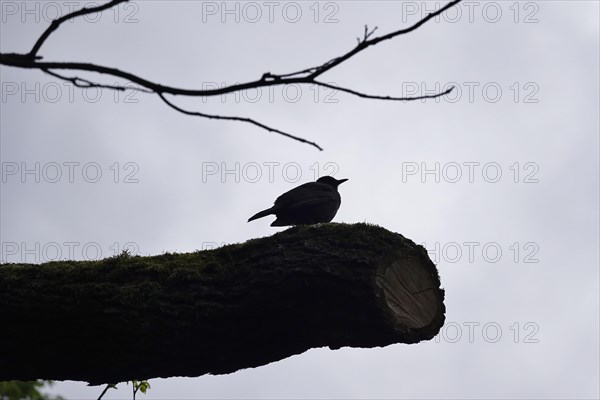 Blackbird on a branch, Germany, Europe