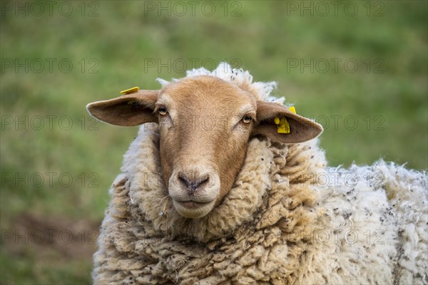 Portrait of a Coburger Fuchs sheep (Coburger Fuchsschaf) with a brown head. Meadow as background