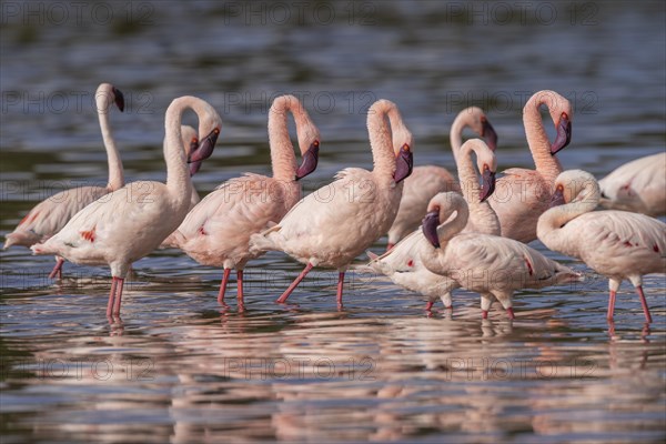 Lesser Flamingos (Phoeniconaias minor), Lake Ndutu, Ndutu Conservation Area, Tanzania, Africa