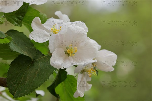Apple blossoms (Malus), with bokeh in the background, Wilnsdorf, Nordrhein. Westphalia, Germany, Europe
