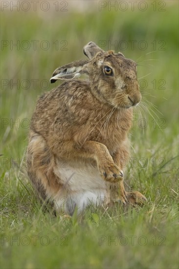 European brown hare (Lepus europaeus) adult animal stretching its front legs in a grass field, England, United Kingdom, Europe