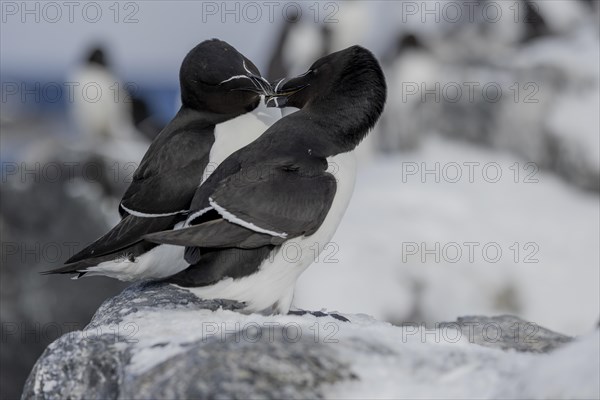 Razorbill (Alca torda), couple, greeting, in the snow, Hornoya, Hornoya, Varangerfjord, Finmark, Northern Norway