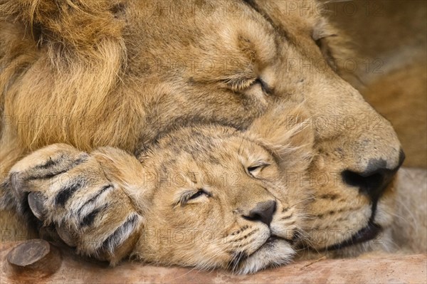 Sleeping Asiatic lion (Panthera leo persica) male cuddeling with a cute cub, captive, habitat in India