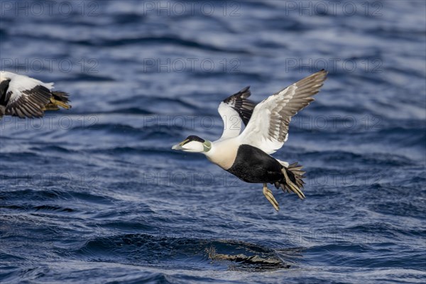 Common eider (Somateria mollissima), male, starts, Varangerfjord, Finmark, Northern Norway