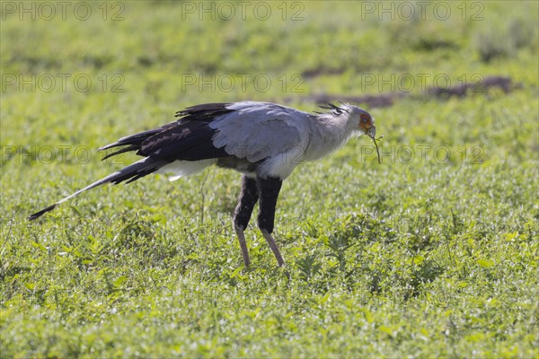 Secretary bird (Sagittarius serpentarius), with Snake, Ngorongoro Crater, Tanzania, Africa