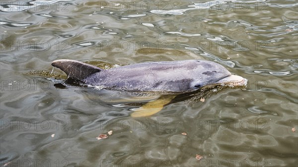 Dolphin at Chokoloskee Bay, Everglades, Florida, USA, North America