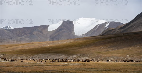 Herd of sheep, dramatic high mountains, Tian Shan Mountains, Jety Oguz, Kyrgyzstan, Asia