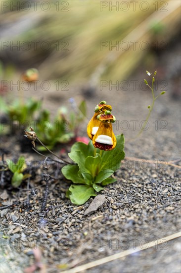 Sand Ladys Slipper (Calceolaria uniflora), Torres de Paine, Magallanes and Chilean Antarctica, Chile, South America