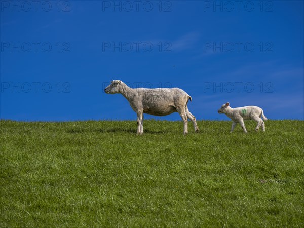 A sheep and a lamb on the dyke at the natural beach Hilgenriedersiel on the North Sea coast, Hilgenriedersiel, East Frisia, Lower Saxony, Germany, Europe