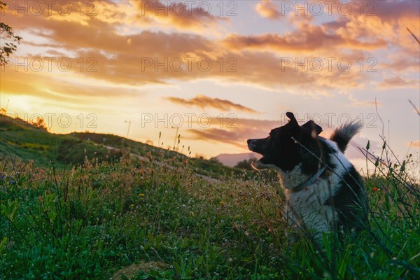 A dog in profile while the sun sets behind the valley. Light from sunlight and border collie. Dog enjoying summer sunset or sunrise over the valley on the grass