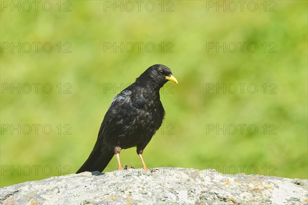 Yellow-billed chough (Pyrrhocorax graculus) sitting on a rock in the mountains at Hochalpenstrasse, Pinzgau, Salzburg, Austria, Europe