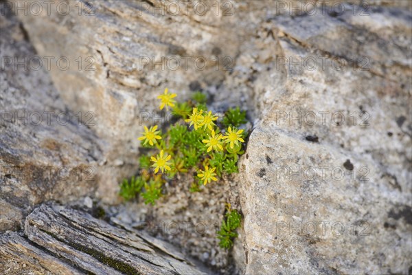 Yellow mountain saxifrage (Saxifraga aizoides) blooming in the mountains at Hochalpenstrasse, Pinzgau, Salzburg, Austria, Europe