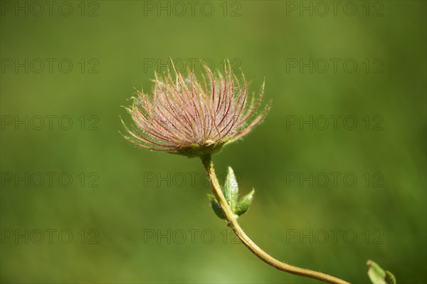 Alpine avens (Geum montanum) seeds in the mountains at Hochalpenstrasse, Pinzgau, Salzburg, Austria, Europe