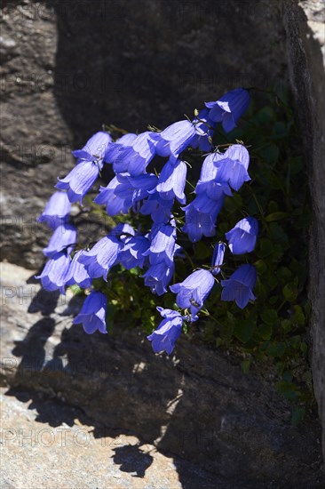 Earleaf bellflower (Campanula cochleariifolia) blooming in the mountains at Hochalpenstrasse, Pinzgau, Salzburg, Austria, Europe