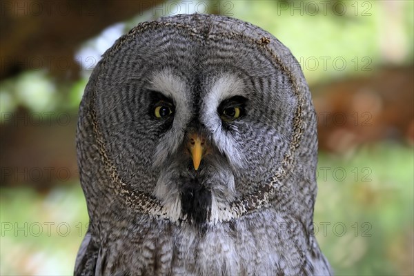 Great grey owl (Strix nebulosa), adult, portrait, alert, captive, Germany, Europe