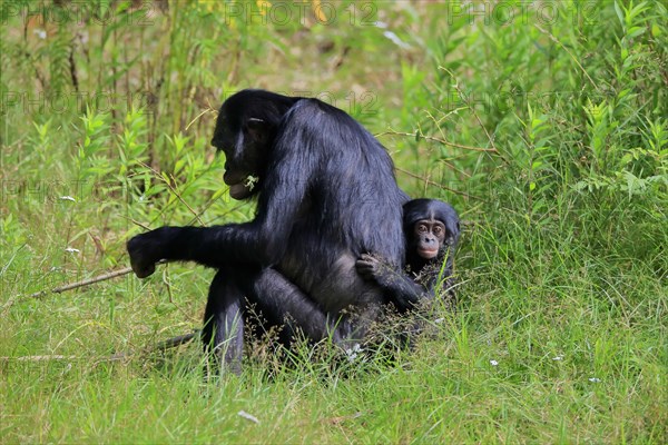 Bonobo, bonobo (Pan Paniscus), female, adult, young animal, feeding, Great ape, Primate, chimpanzee, captive