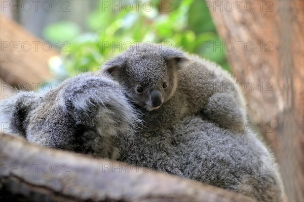 Koala (Phascolarctos cinereus), young animal, on mother's back, on tree, alert, captive, Australia, Oceania